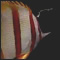 Butterflyfish